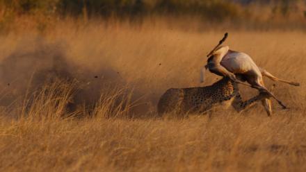 Cheetah Mom Teaches Her Cubs to Hunt: asset-mezzanine-16x9