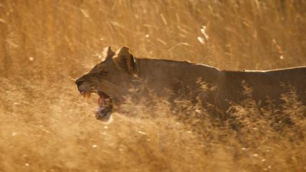 Lionesses Clash with Invading Male Lions: asset-mezzanine-16x9