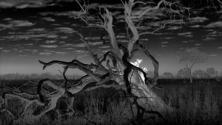 Cheetah Mom Defends Her Cubs from a Leopard: asset-mezzanine-16x9