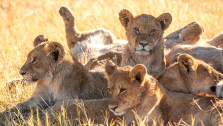 Under Siege: asset-mezzanine-16x9