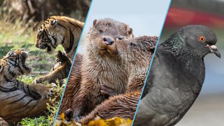 NATURE - Season 44: asset-mezzanine-16x9