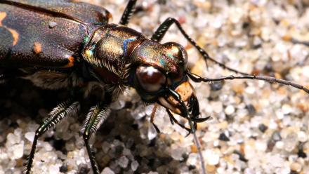 Tiger Beetles Bite First, Ask Questions Never: asset-mezzanine-16x9