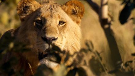 The Rogue Boys: asset-mezzanine-16x9