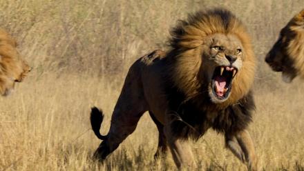 A Pride Divided: asset-mezzanine-16x9