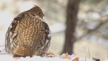 Ruffed Grouse #1, Nature Based Solutions, Sustaining Snapper, Raptor Cam: asset-mezzanine-16x9