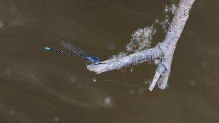 Return of a River, Salmon Farming, Solar Farming, Solar Panels on Gila Reservation: asset-mezzanine-16x9