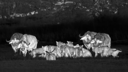 Lions Take Down a Buffalo but the Fight Isn't Over: asset-mezzanine-16x9