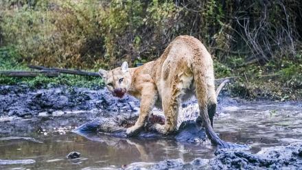 Preview of WILLOW: Diary of a Mountain Lion: asset-mezzanine-16x9