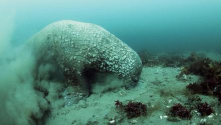 The Weird Way Walruses Eat With Their Tongue: asset-mezzanine-16x9