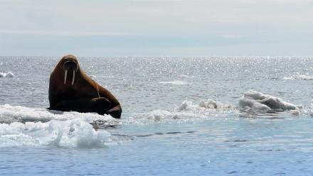 What is the Arctic Death Spiral?: asset-mezzanine-16x9