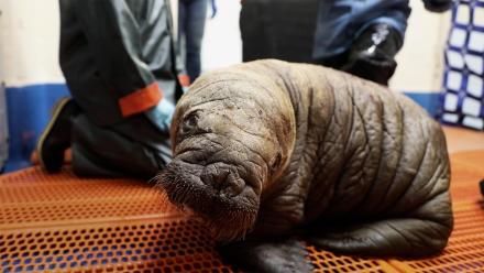 This Tiny Walrus Will Melt Your Heart: asset-mezzanine-16x9