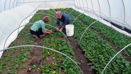 Year-Round Growing with Eliot Coleman: asset-mezzanine-16x9