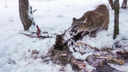 Mountain Lion vs. Elk: Rare Hunt Caught on Camera: asset-mezzanine-16x9