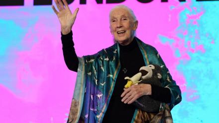 How Jane Goodall changed the way people see animals: asset-mezzanine-16x9