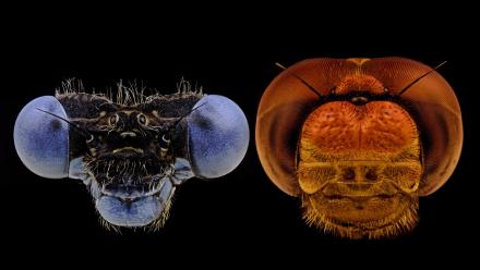 Pick Your Player: Dragonfly vs Damselfly: asset-mezzanine-16x9