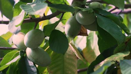 The pawpaw: America's forgotten fruit finds new popularity: asset-mezzanine-16x9