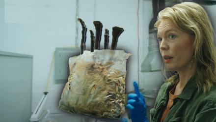 Can Fungi Solve California's Toxic Soil Problem: asset-mezzanine-16x9