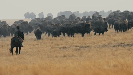 The Fall Buffalo Drive: asset-mezzanine-16x9