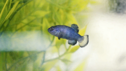 Why The World’s Rarest Fish Is Trapped In The Hottest Desert On Earth: asset-mezzanine-16x9