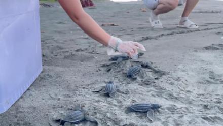 Prehistoric Creature of the Seas: asset-mezzanine-16x9