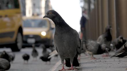 Pigeon Gangs of New York: 5th Ave vs. Central Park: asset-mezzanine-16x9