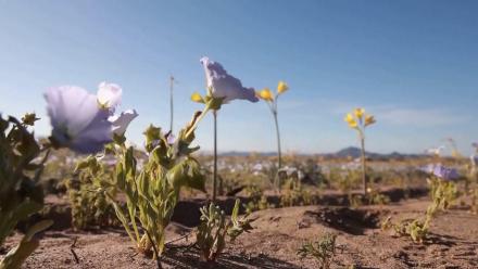 Scientists study rare bloom in the Atacama Desert: asset-mezzanine-16x9