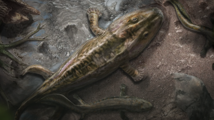 Crawling Out Of The Water Was An Evolutionary Accident: asset-mezzanine-16x9