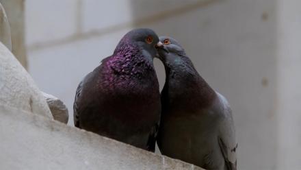 Pigeon Dating Rituals: The Strut, The Coo… and The Kiss: asset-mezzanine-16x9