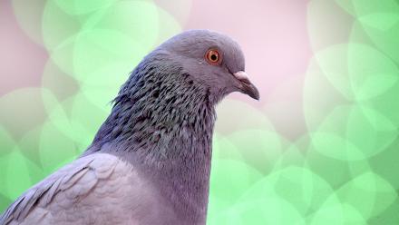 How NYC Pigeons Survive the City That Never Sleeps: asset-mezzanine-16x9