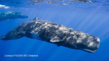 Whales in a Plastic Ocean: asset-mezzanine-16x9