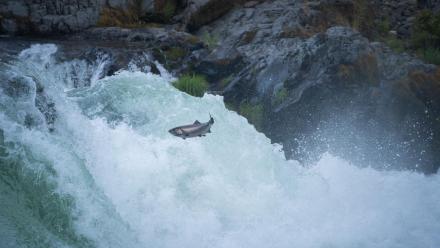 The Lost Salmon: asset-mezzanine-16x9