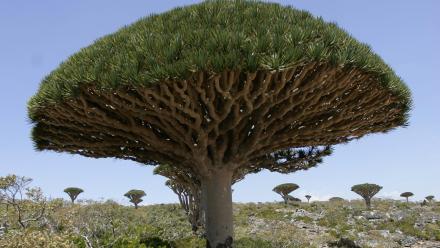 Climate change threatens ancient Socotra dragon’s blood tree: asset-mezzanine-16x9