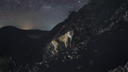 A Jaguar Love Triangle Caught on Camera: asset-mezzanine-16x9