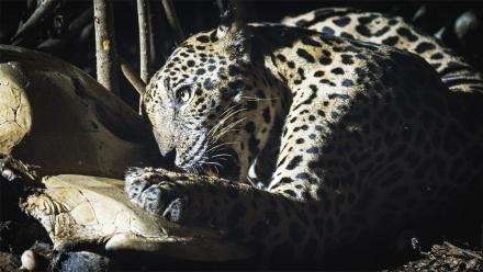 How a Jaguar's Hunt Feeds a Forest: asset-mezzanine-16x9