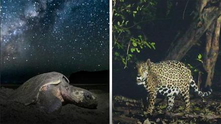 How Jaguars Are Saving Sea Turtles: asset-mezzanine-16x9