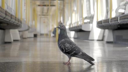 The Pigeon Hustle: The Making Of: asset-mezzanine-16x9