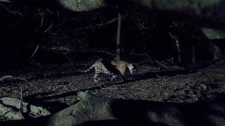 How Filmmakers Used Camera Traps to Film Wild Jaguars: asset-mezzanine-16x9