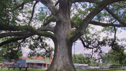 Growing into Greatness: Maryland's Champion Trees: asset-mezzanine-16x9