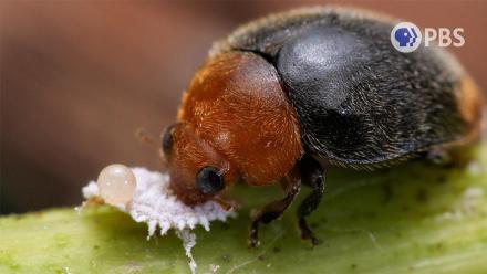 Save The Grapes! Enter The Mealybug Destroyer!: asset-mezzanine-16x9