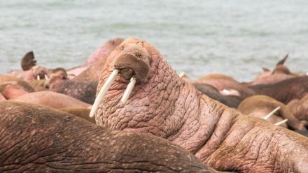 Walrus: Life on Thin Ice: asset-mezzanine-16x9
