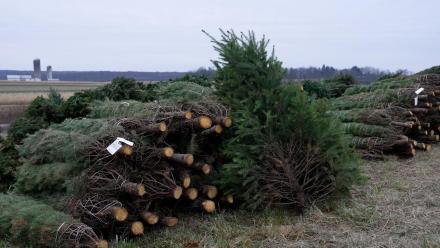 The long road from a Christmas tree farm to your home: asset-mezzanine-16x9