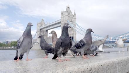 The Pigeon Hustle: asset-mezzanine-16x9