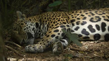 Jaguar Beach: asset-mezzanine-16x9