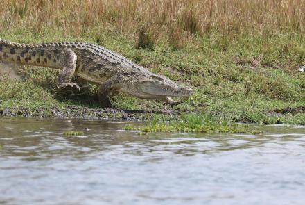 Nesting Crocodiles and Nile Monitor Lizards: asset-mezzanine-16x9