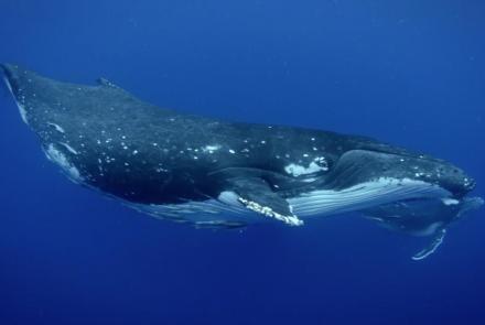 Humpback Whales: asset-mezzanine-16x9