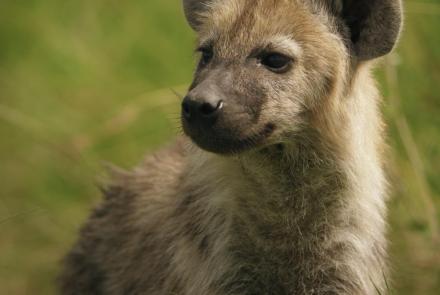 Hyena Sisters Learn How to Identify and Escape Threats: asset-mezzanine-16x9