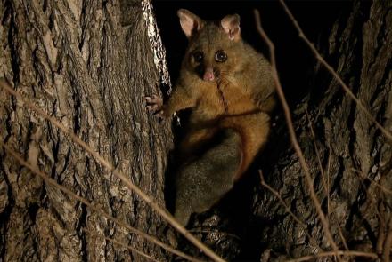 Brushtail Possums Fight for Trees In a Melbourne Park: asset-mezzanine-16x9