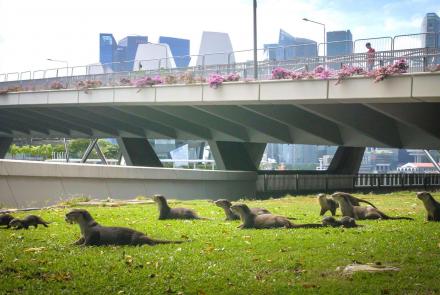 An Otter Family in Singapore Move Den for the First Time: asset-mezzanine-16x9