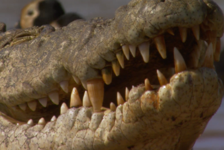 Africa's Largest Crocodile Population?: asset-mezzanine-16x9