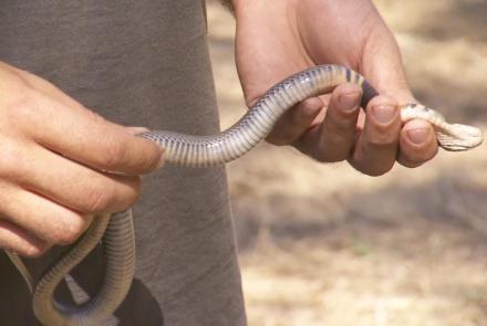 How Do You Get a Deadly Snake Out of Your Car?: asset-mezzanine-16x9